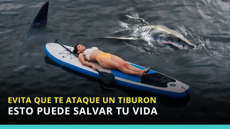 Neopreno: El Aliado Perfecto para Surfistas y Nadadores