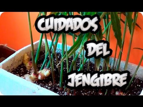 Guía para el cuidado de la sarga de seda