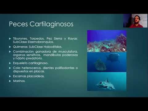 Neopreno: C&oacute;mo ser consciente del medio ambiente