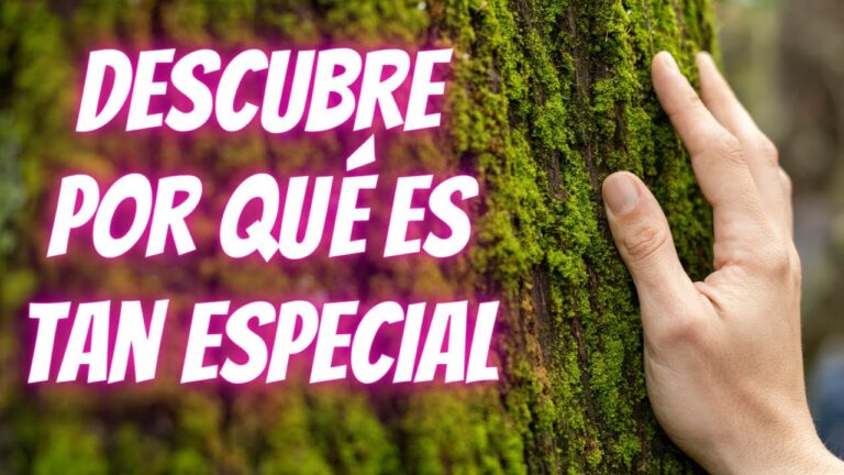 Optimizando la transpirabilidad en prendas de algodón