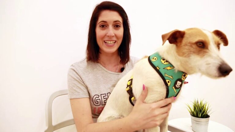 Neopreno: el material estrella en accesorios para mascotas